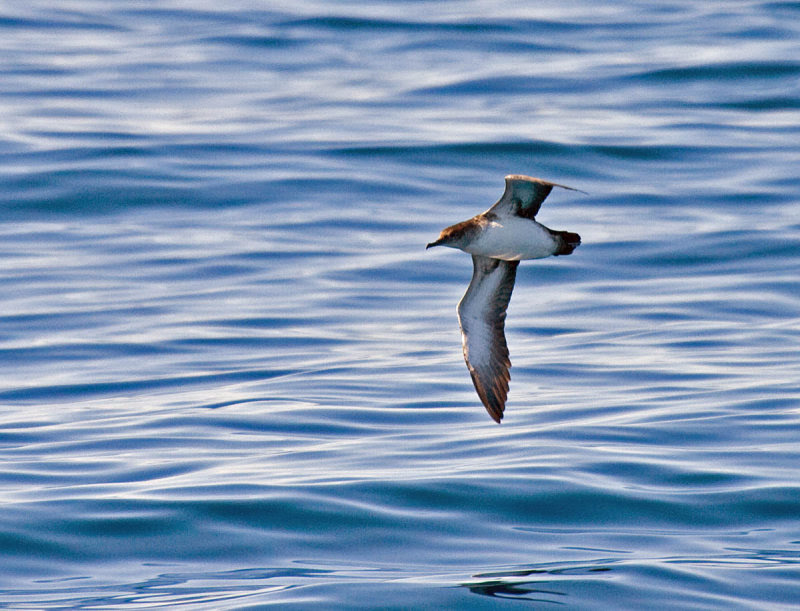 Black-vented Shearwater