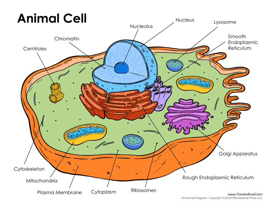 Animal Cell Diagram - Tim's Printables