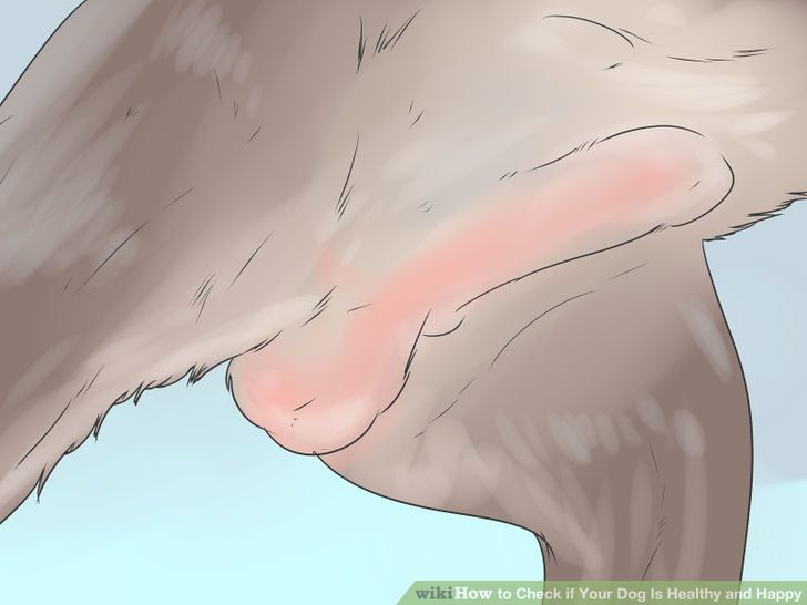 Check if Your Dog Is Healthy and Happy Step 15.jpg