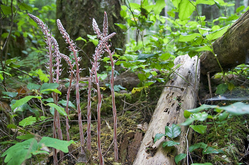 candy stripes for canada day