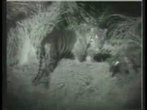 honey badger vs wolverine. Tiger vs Crocodile fight to