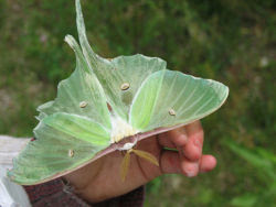 Luna Moth Creationwiki The Encyclopedia Of Creation Science