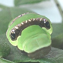 アゲハの幼虫の見分け方