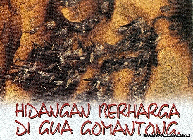 Gua Gomantong Penghasil Sarang Burung Terbaik Di Dunia