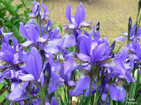 Why does my panasonic microwave says child? blue iris flowers field.jpg (1 comment) Hi-Res 1080p HD