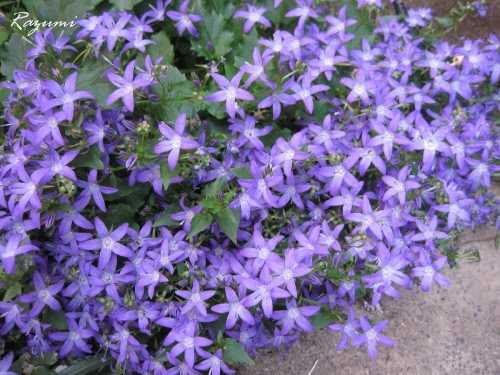 お庭の見まわり 手強い訪問者 ほっとする時間 Gardening Life