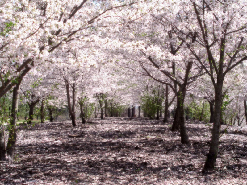 http://rexze.files.wordpress.com/2008/01/800px-sakurahealed.png