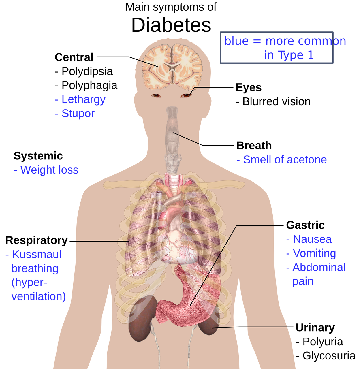 Human body in short(for medical entrance)