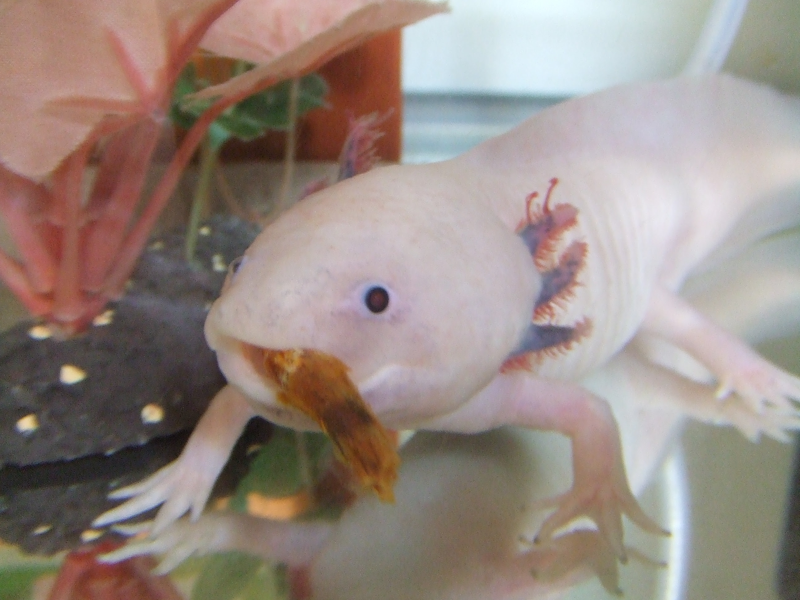 ウーパー 初めてのエビ食い