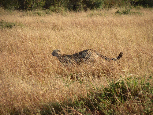 CheetahRunning