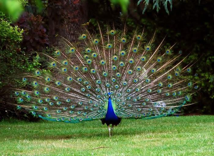 Aves de colores