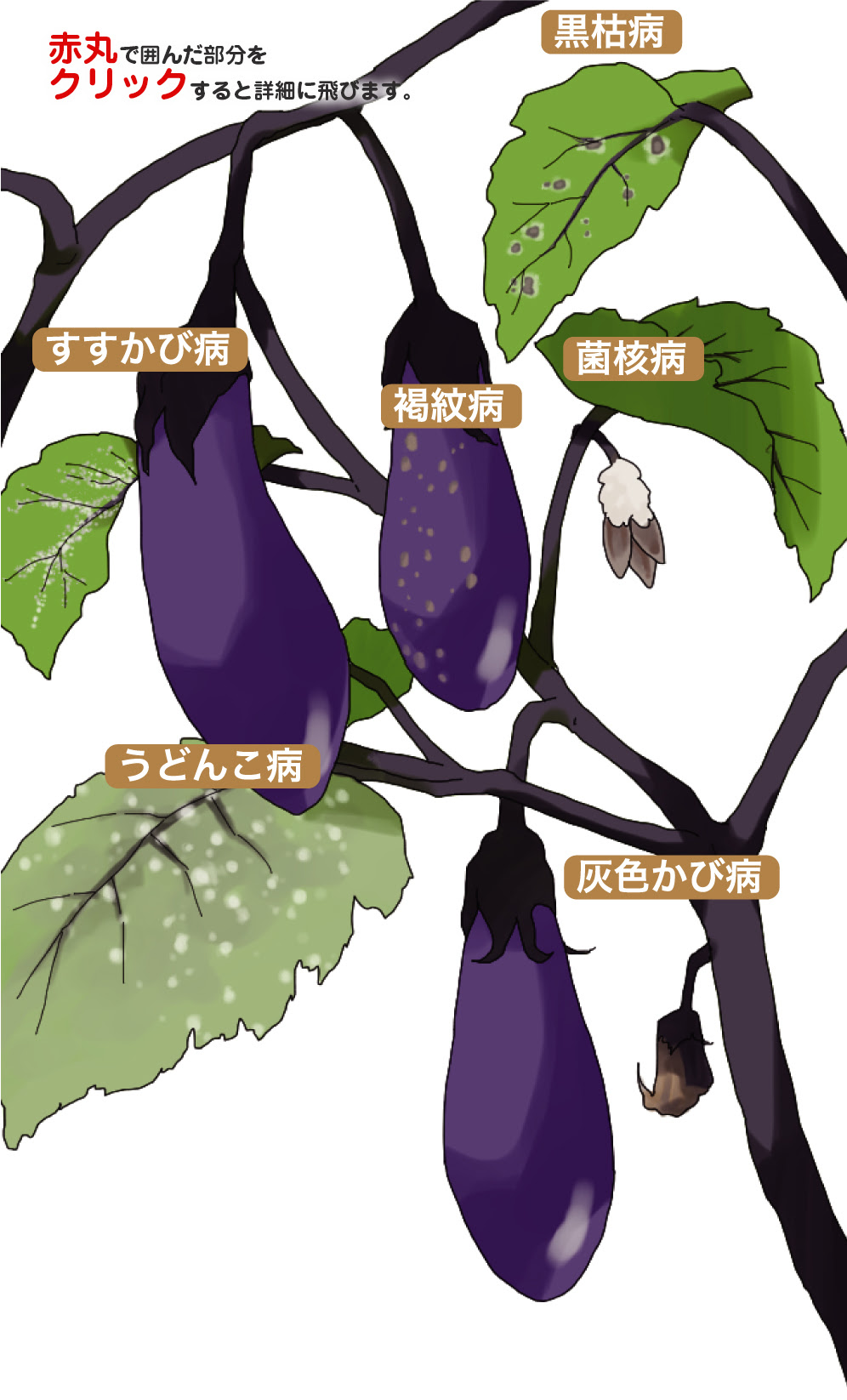 なすの病害と防除 ダコニール1000