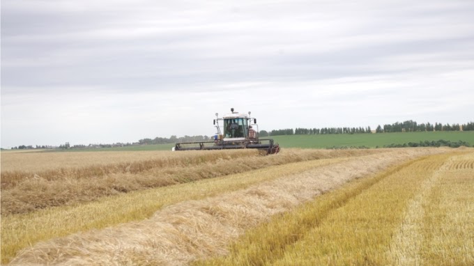 Чувашские аграрии в 2020 году намолотили 941 тыс. тонн зерна