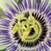 Passion Flower