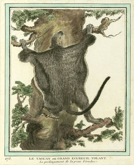 Flying Squirrel