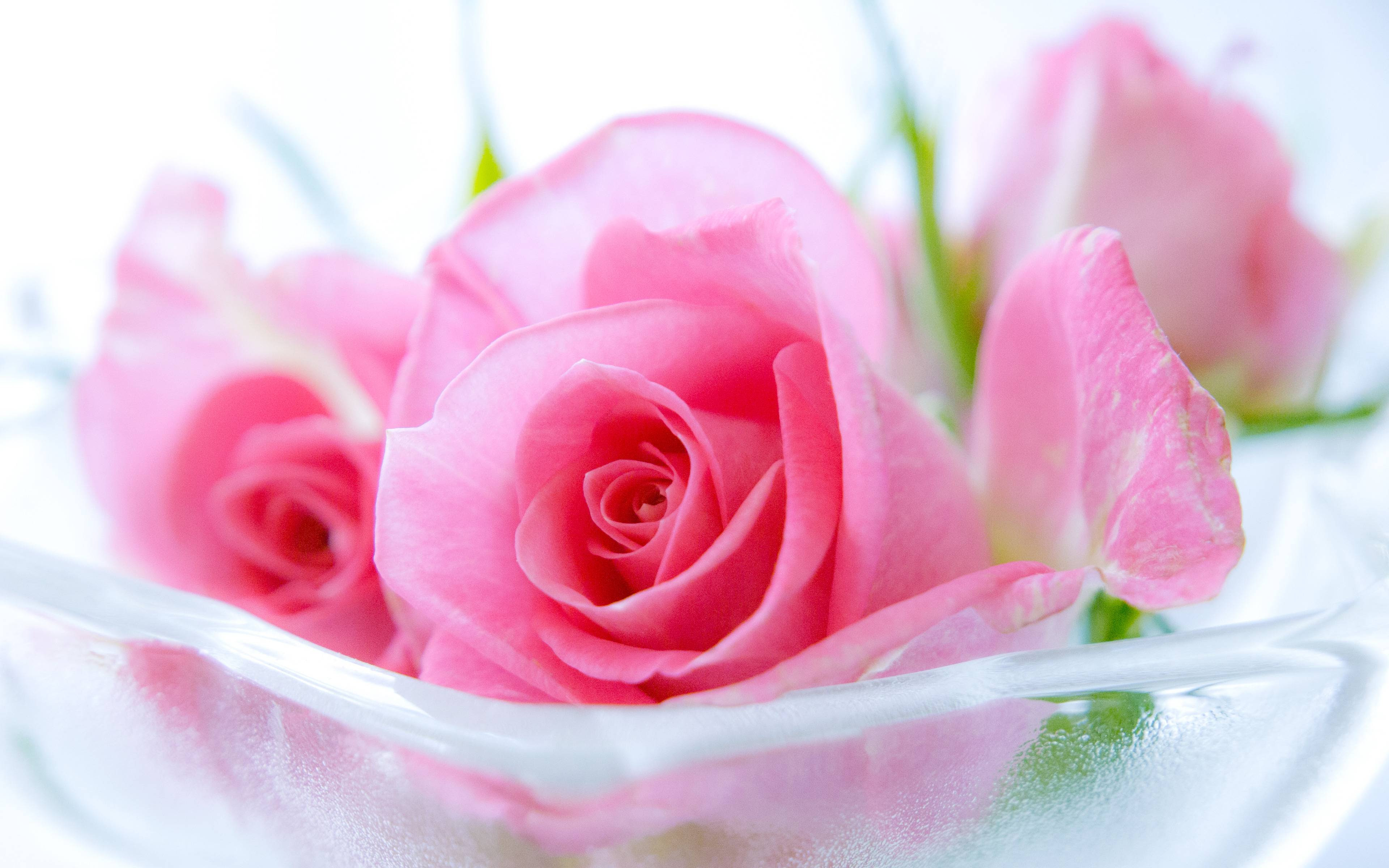 Pink Rose Wallpapers - Wallpaper Cave