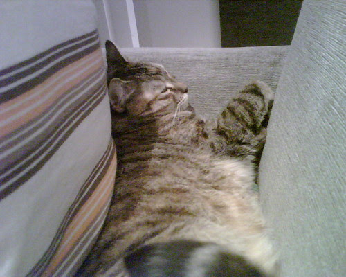 cat image