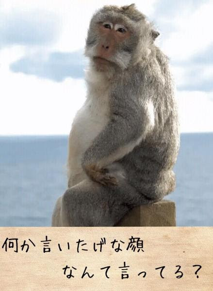 めちゃイケは僕の青春でした 猿へのボケ ボケて Bokete