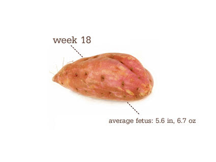 Baby Perks is 18 weeks old!