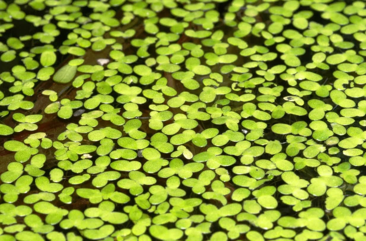 Choosing Aquarium Plants Real or Fake Fishkeeping Advice Choosing Aquarium Plants Real or Fake Fishkeeping Advice