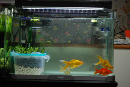 シマヤッコをいっぱい飼いたい 金魚水槽 濾過の見直し 究極 ベアタンク化 Part2