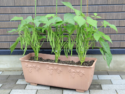 チャーリー カネコ種苗株式会社 未来をひらく カネコ交配