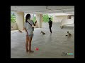 Basic Manners Program for the Corgi gang!