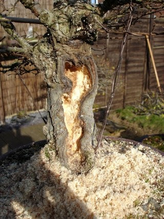 Tree after carving