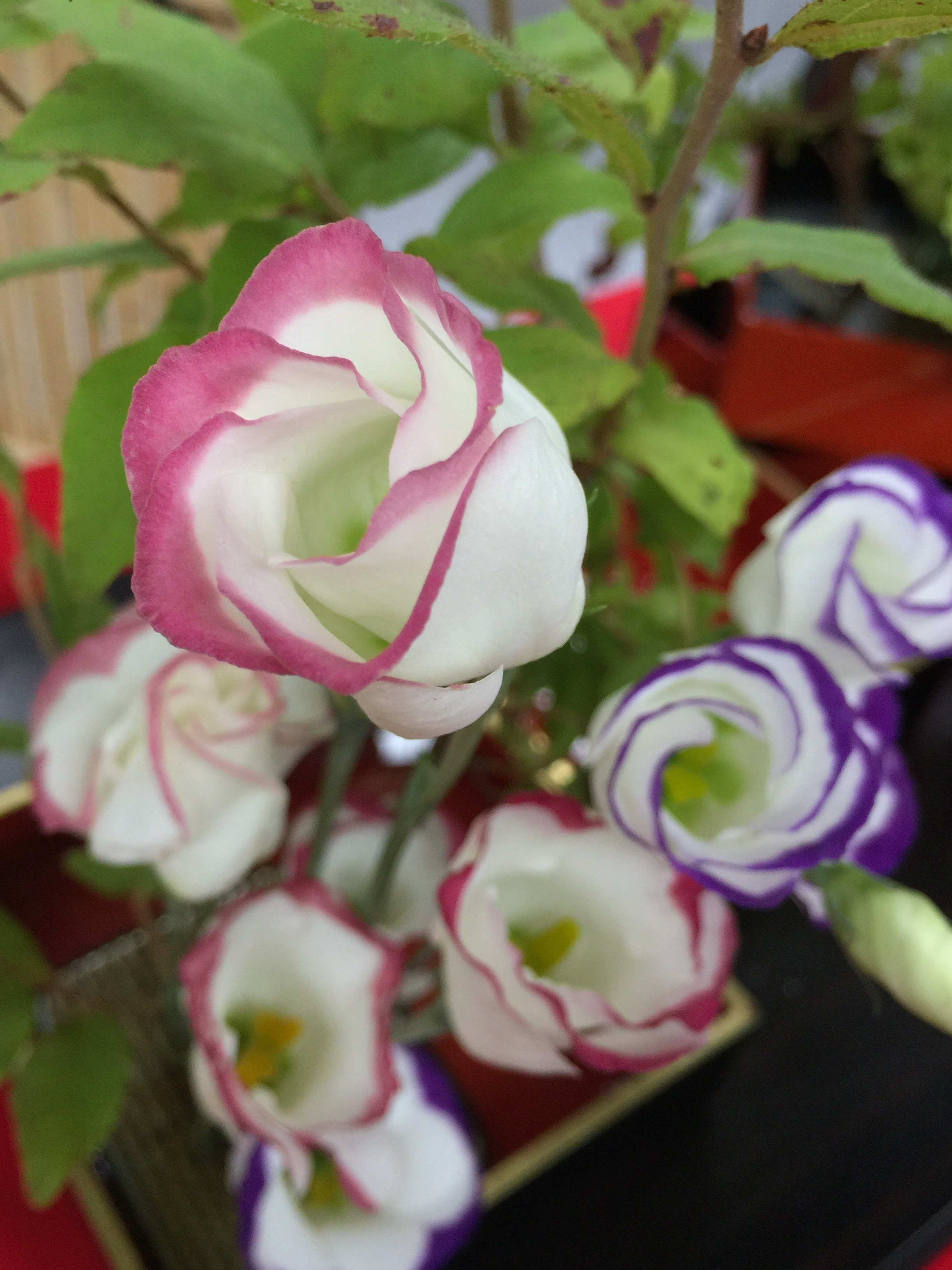 世界初 無花粉タイプのトルコキキョウ 花市場の仲卸 大森花卉 おおもりかき