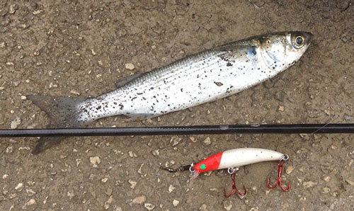 ルアーで釣れた二目めはボラ君でした 出不精淡水魚 楽天ブログ