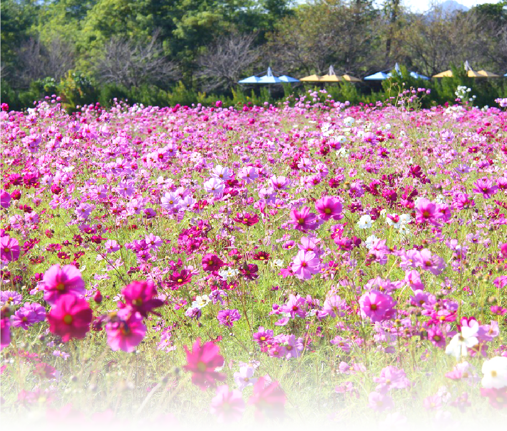 ホーム 埼玉県神川町ホームページ