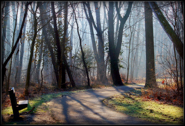 Misty morning 
