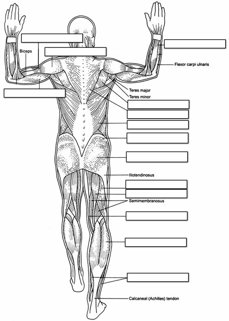 Download Anatomy And Physiology Coloring Pages Free - Coloring Home