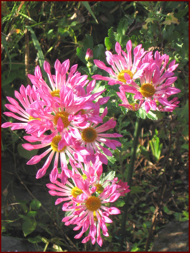 01 morning chrysanthemum