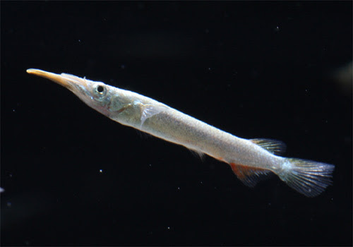 意外と知らない 混泳可能なカッコ良い熱帯魚５選 熱帯魚 アクアリウム情報マガジン