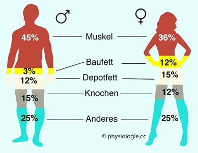 Physiologie Gewicht Und Korperzusammensetzung