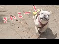 [コンプリート！] 犬 老ける 356143-犬 老ける