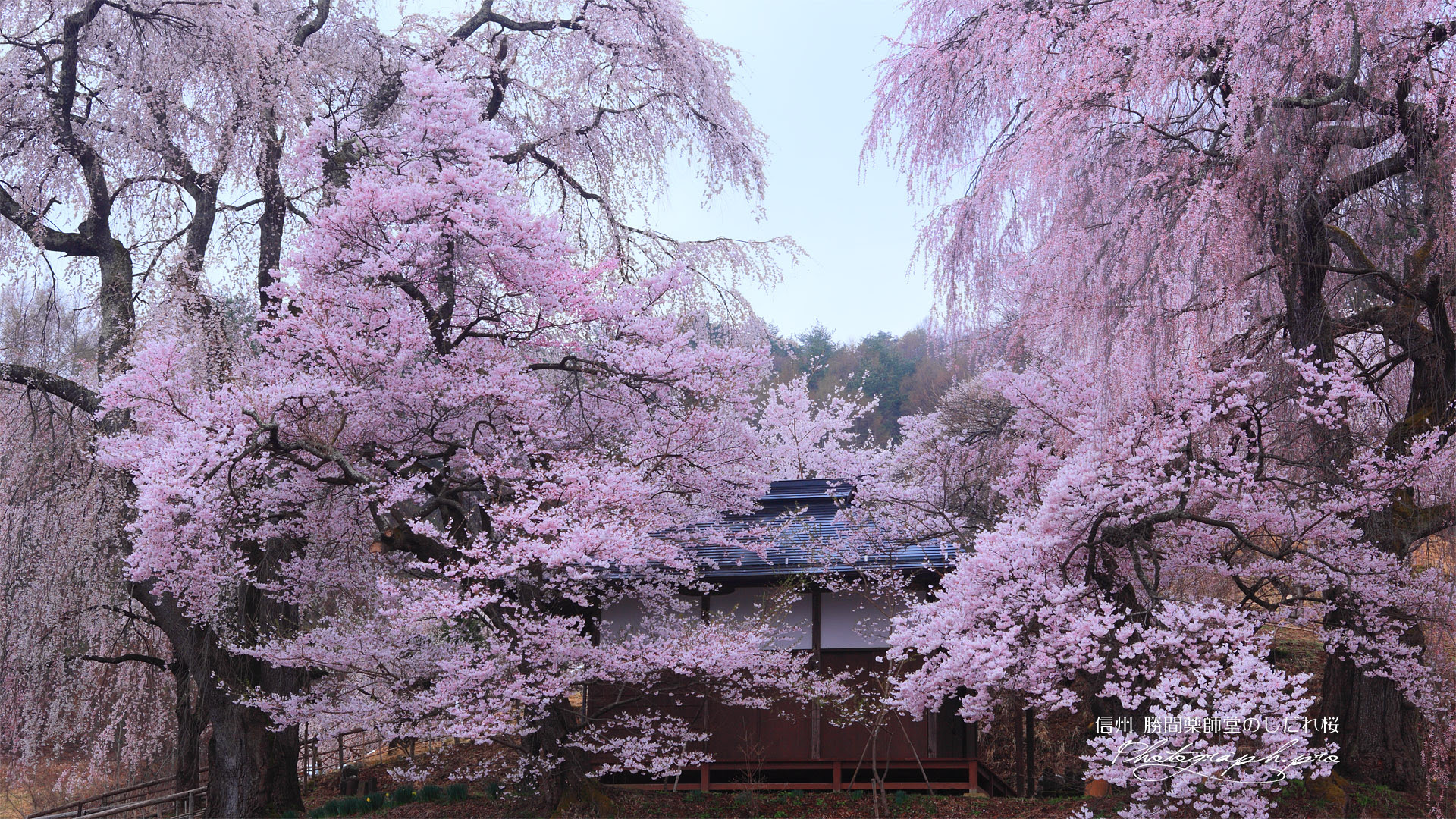勝間薬師堂のしだれ桜 の壁紙 19x1080