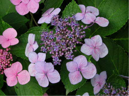 万博公園 あじさい祭 ヤマアジサイ アナベル アマチャ フイリガクアジサイ エゾアジサイ コアマチャ セッカヤエアジサイ ヒメアジサイ