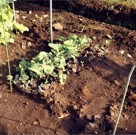 江戸東京野菜通信 大竹道茂の伝統野菜に関する情報ブログ 堀川ゴボウは滝野川ゴボウだと云うが どうしてあんなに太くなるのと聞かれた