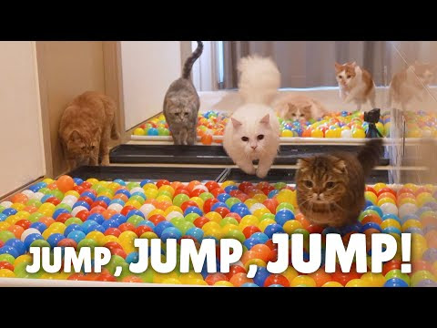 Ballpool Obstacle Course Challenge #3