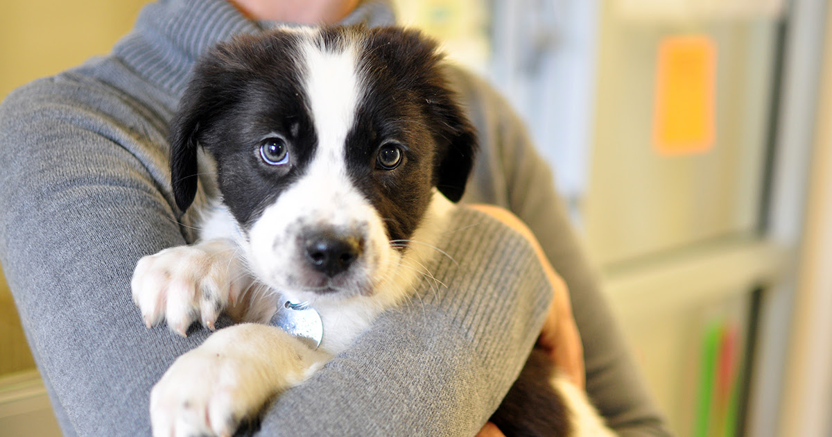 Nyc Adoption Center View Available Dogs And Cats Aspca