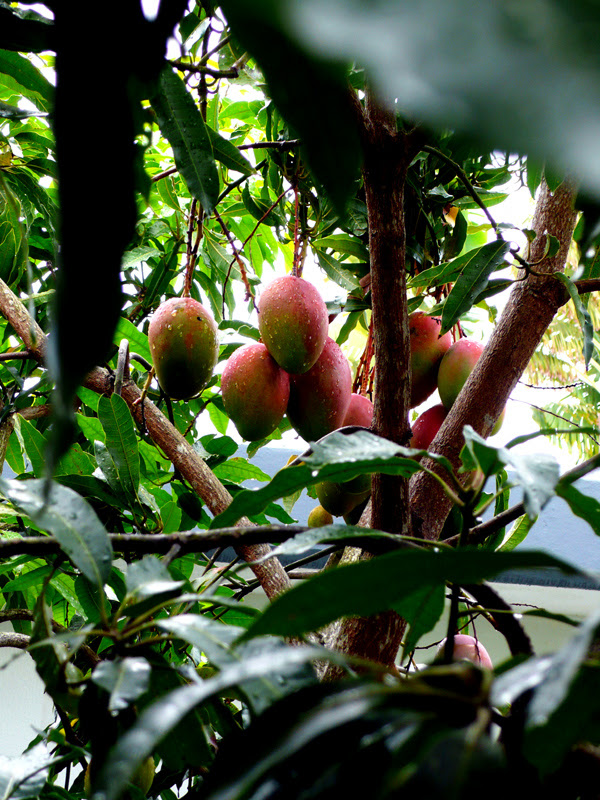 ripe mangoes 1