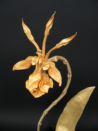 psychopsis-krameriana-origami