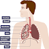 Lungs Behind Ribs / Thoracic Cavity Description Anatomy Physiology Britannica - Sometimes the center of the pain feels a little.