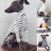Italian Greyhound / Italian Greyhound Comfort Vest Harness - The goals and purposes of this breed standard include: