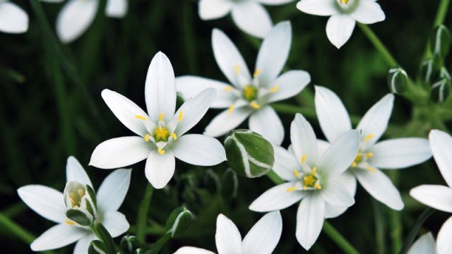2月27日の誕生花 オーニソガラム