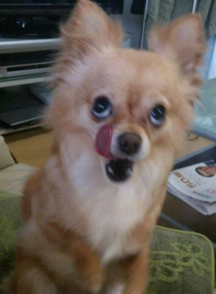 チャオチュールくれぇよぉ 犬へのボケ ボケて Bokete