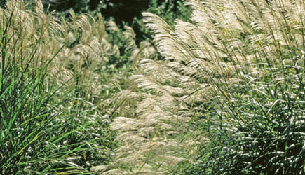 1 ススキ原の動物 コラム カバキコマチグモの天敵