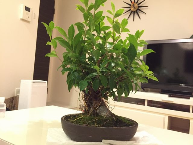 気根も増える ガジュマル盆栽を育てる方法 Banyan Bonsai 観葉植物ブログ緑組 植物の育て方